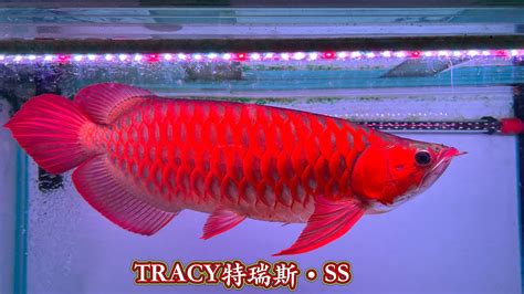 血紅龍魚價格|特級血紅龍（38～40公分） (免運費)回饋會員專區 (已售出)